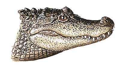 The head of an alligator is broader and shorter than that of a crocodile.