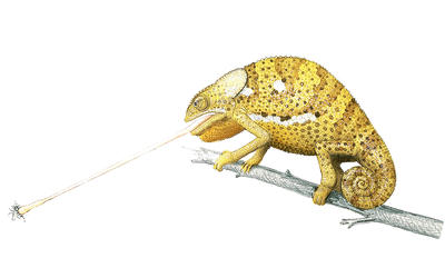 The chameleon catches its prey with a long, sticky tongue.