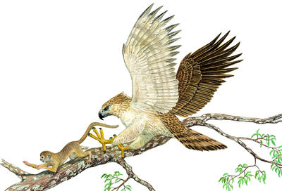 A monkey-eating eagle swoops down to capture its prey with its long talons.