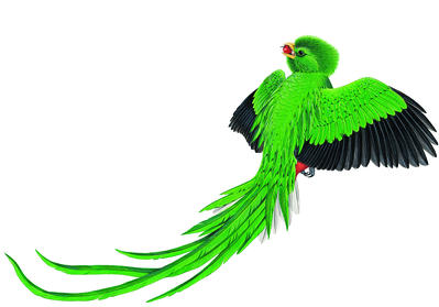 The striking male quetzal bird was believed to be sacred by the Aztecs in the 16th century.