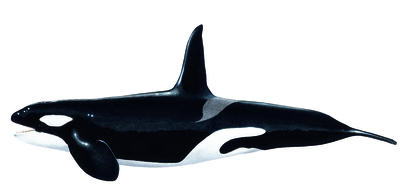 The sharp teeth and streamlined shape of the killer whale make it a deadly hunter.