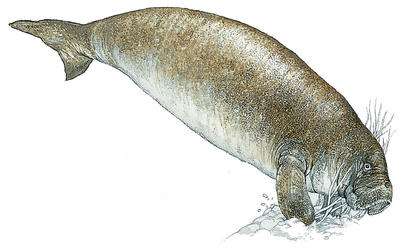 A sea cow is a sea mammal that feeds on plants using its muscular lips.