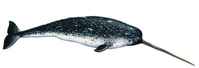 The male narwhal has a tusk over 2.5 metres long.