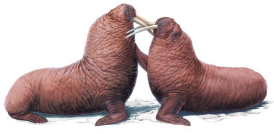 Two huge walrus bulls engaged in battle