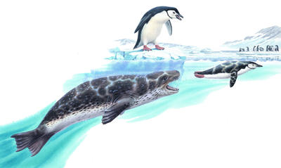 A leopard seal chases penguins through the cold waters of the Antarctic.