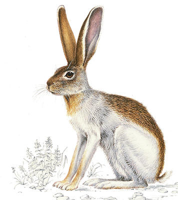 The hare's large ears help it to keep cool.