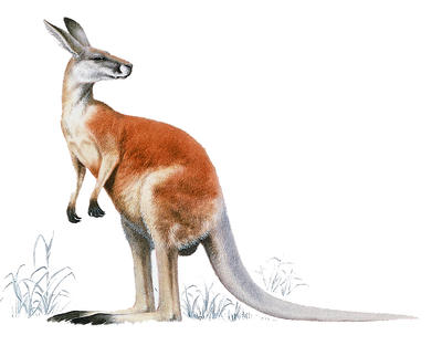What is a marsupial?