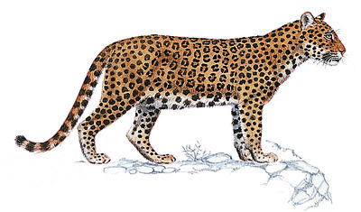 Leopards feed on animals of all sizes, from rats to antelopes.