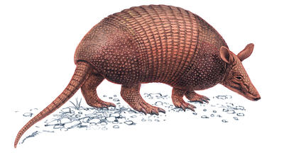 A heavily armoured armadillo searching for insects to eat