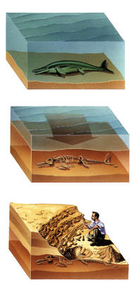 Many prehistoric organisms have been preserved by a process known as fossilisation.