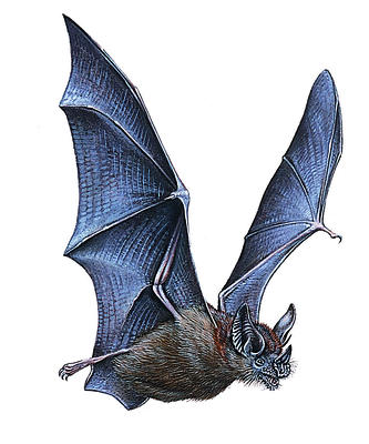 A bat's wings are made from leathery flaps of skin.