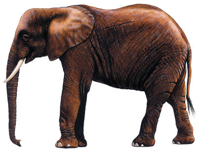 The African elephant can weigh up to 6 tons.
