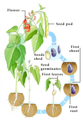 The life cycle of a plant, from seed to maturity