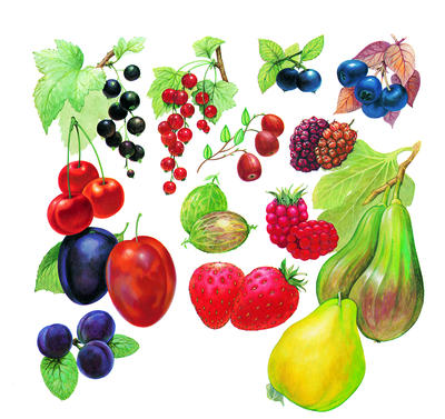 There are many different fruits and berries, but they are all sweet tasting and brightly coloured.