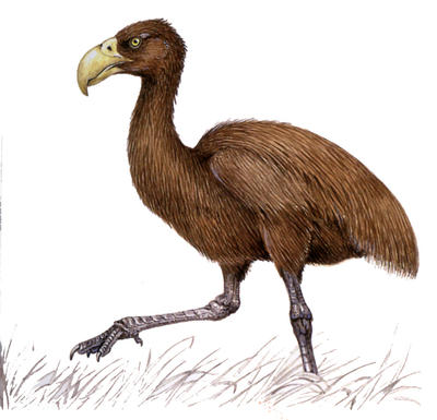 Diatryma, a giant meat-eating bird from ancient America