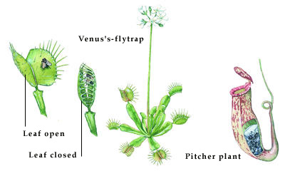 The Venus flytrap and the pitcher plant are insect eaters.