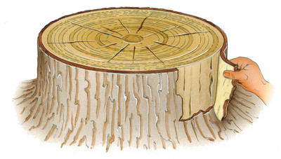 Each ring in a stump's cross section represents a year's growth.