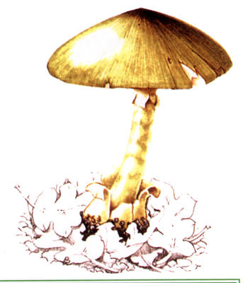 The deadly death cap can easily be confused with edible types of fungi.