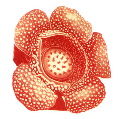 Rafflesia flowers are pollinated by flies, which are attracted by the flowers' smell of rotting flesh.