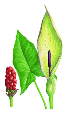 The flowers of the cuckoo pint eventually produce a spike of red berries. These are eaten by birds, but are poisonous to humans.