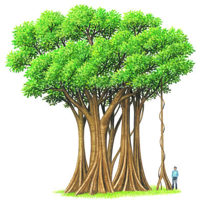 The vast array of supporting roots help prevent the banyan tree from falling over.