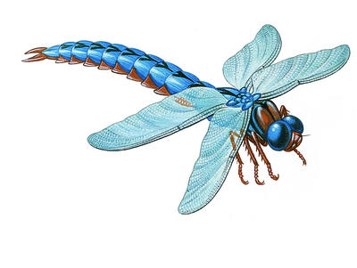 Prehistoric dragonflies had wings more than 0.5 metre across.