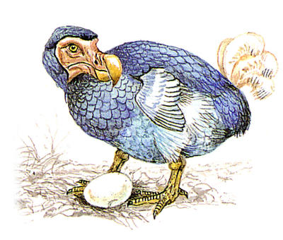 Without the ability to fly, the dodo was easy prey for humans