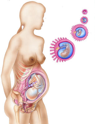 Inside the womb the baby is surrounded by fluid. This allows it to grow without being jarred by the mother's organs.