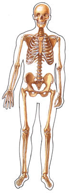 The bones of the skeleton form a frame for the body.