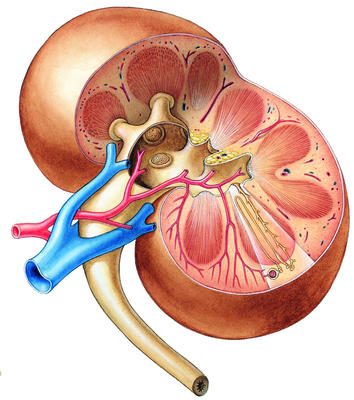 Our two kidneys, each about 10 cm. long, lie on either side of the spine below the diaphragm.