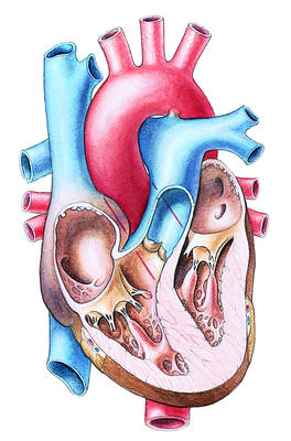 Each side of the heart has an upper and lower chamber. Blood comes into the upper chambers and is pumped out from the lower chambers.