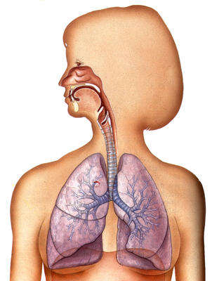 The windpipe runs down from the throat and branches into two tubes, called bronchi, one for each lung.