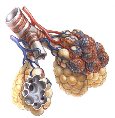 Each of our lungs has about 300 million alveoli. Oxygen passes from the alveoli into the bloodstream.