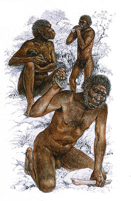 Homo habilis may have used stone tools to cut up animals.