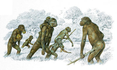 Groups of Australopithecus travelled across open country in parts of Africa.