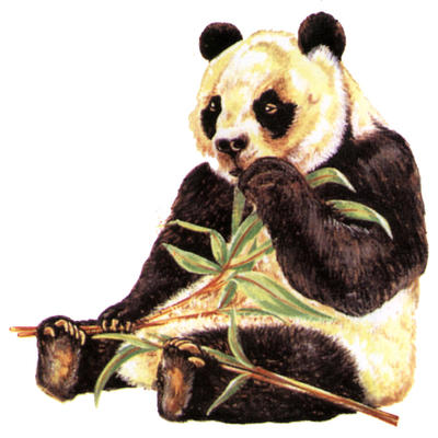 A giant panda can eat up to 18 kg. of bamboo a day.