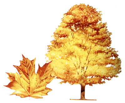 A large maple tree can produce up to 115 litres of sap in a single spring. The sap is made into maple sugar, used in flavourings.