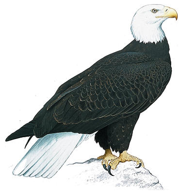 Bald eagles are very good at catching fish with their talons.