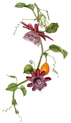 The tendrils of this passion flower enable it to festoon the rain forest trees of Brazil.