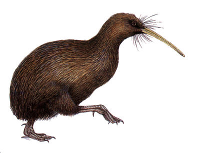 A kiwi is covered in thin feathers that look more like hair. It has no visible wings or tail.