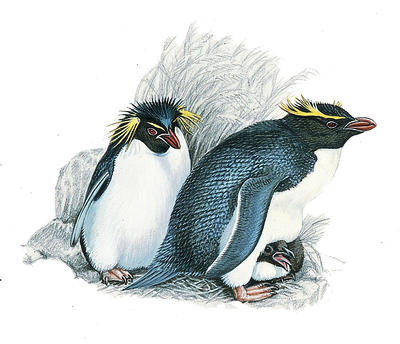 Rockhopper penguins from the Antarctic coast are easily recognised by their feathery crests.