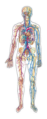 Blood is bright red when it is carrying oxygen. Here arteries are shown as red and veins as blue.