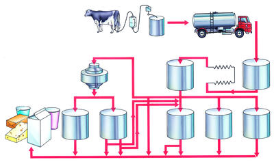 From milk, a range of dairy products are made, including cream, butter, yoghurt, and cheese.